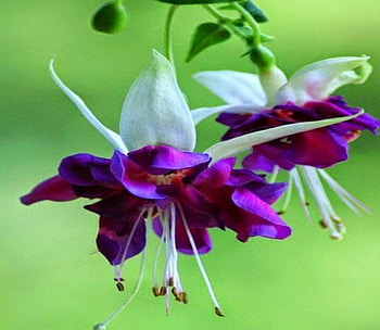 Purple and white Fuchsia, purple, hanging, flowers, flower HD wallpaper