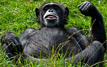 Animals, Grass, To Lie Down, Lie, Monkey, Teased, Teases HD wallpaper