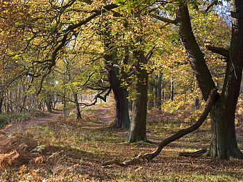 Gnarly Oaks In Autumn, trees, autumn, pretty, rocks HD wallpaper