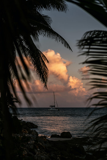 Sea, Twilight, Palms, Dark, Branches, Dusk, Boat HD phone wallpaper