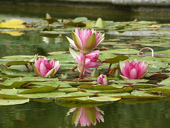 Plants, Water Lilies HD wallpaper