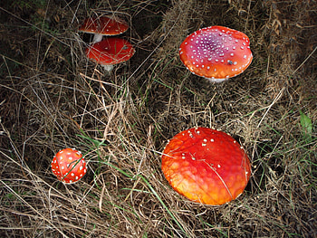 Stools for Toads, Chobham, Heath, Toadstools, Autumn HD wallpaper