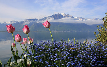 Mountain Landscape, landscape, nature, flowers, tulips, spring, mountains, lake HD wallpaper