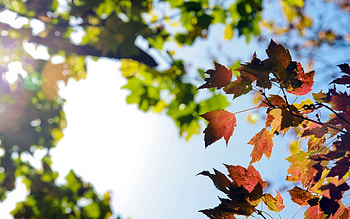 Nature, Autumn, Leaves, Branches HD wallpaper
