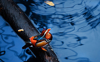 Animals, Water, Bird, Sit, Mandarin Duck, Log HD wallpaper