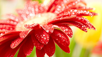 Spring for (35) HD wallpaper