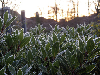 Frosted, Bay Leaves HD wallpaper