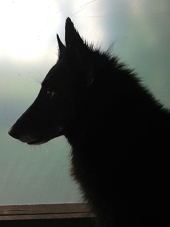 Groenendael Belgian Sheepdog, Black dog, Belgian Shepherd, Elegant breed HD phone wallpaper