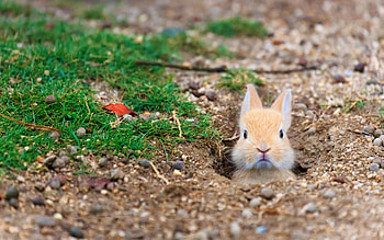 funny rabbit, bokeh, lawn, wildlife, cute animals, beige rabbit, rabbits, scared rabbit HD wallpaper