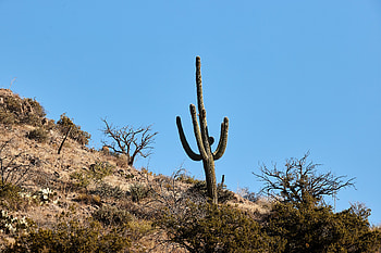 Nature, Trees, Bush, Mountain, Cactus HD wallpaper