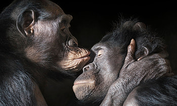 Chimpanzee portrait, Chimpanzee face, Primate emotions, Forest dwelling HD wallpaper