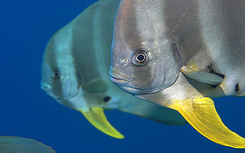 Atlantic Spadefish, oceanlife, underwater, fish, sea animals HD wallpaper