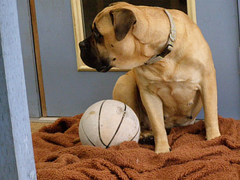 Fawn Bullmastiff, bullie, lady, soccer, fawn HD wallpaper