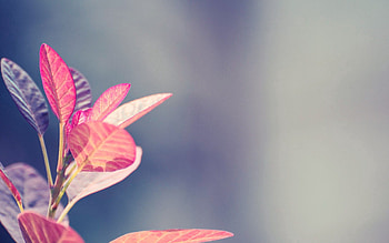 Background, Leaves, Plant, Macro, Shine, Light, Form HD wallpaper