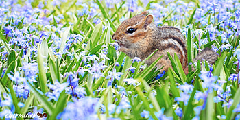 Chipmunk, Animals HD wallpaper