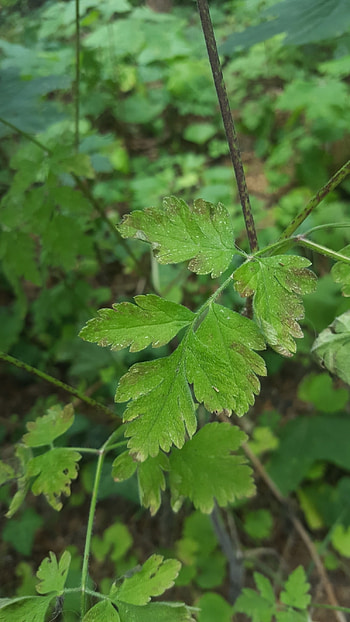 Chervil, Rough chervil, Chaerophyllum temulum HD phone wallpaper