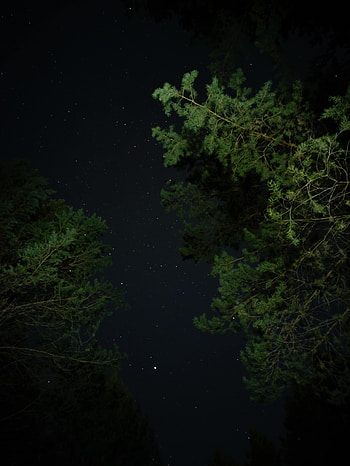 Trees, Stars, Night, Dark, Starry Sky, Darkness HD phone wallpaper