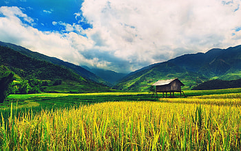 Rice Plants Nature (41 ) HD wallpaper