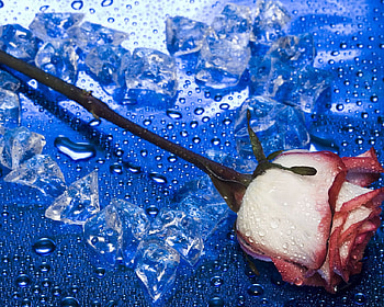 Rose and ice heart, blue, rose, flower, drops, water drops, heart ice HD wallpaper