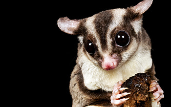 Sugar Glider, Animal HD wallpaper