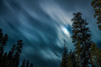 A serene night sky featuring stars and clouds over silhouetted pine trees, perfect for nature enthusiasts. HD wallpaper