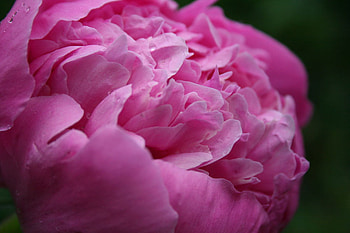 Pink Flower Makro, pink flower, pink, nature, flower HD wallpaper