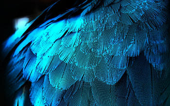 Feathers, blue, texture, feather, parrot HD wallpaper