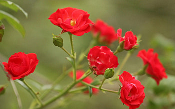 Flowers, Macro, Branch HD wallpaper