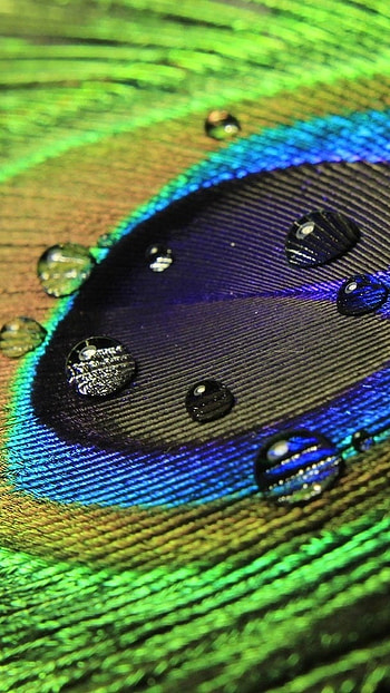 Peacock Feather, Feather Effects, Water Drop Theme, water drop, theme HD phone wallpaper