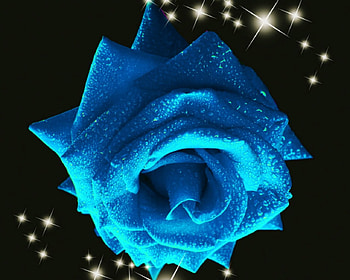 Blue rose, blue, rose, flowers, art HD wallpaper