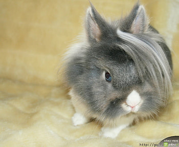 funny bunny, haircut, bunny, funny, pet HD wallpaper