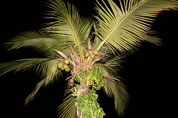 Palm tree at night, tropique, nature, palm, beach HD wallpaper