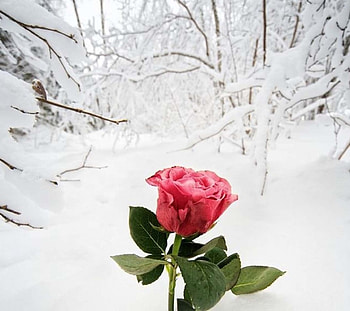 Frozen Rose, winter, white, frozen, beautiful, beauty, pink, pretty, flower, snow, trees, nature, lovely, forest HD wallpaper