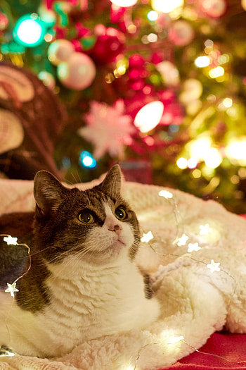 Holidays, New Year, Cat, Pet, Christmas Tree, Garland, Garlands HD phone wallpaper