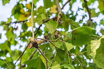 Sycamore Tree, Purdue Fort Wayne HD wallpaper