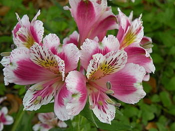 Asian lilies, exotic, nature, flowers, lilies, pink-white, white, asian, graphy, pink, , macro HD wallpaper