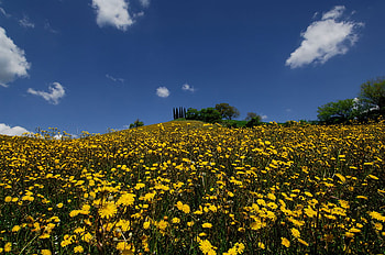 yellow flowers hill, blue, wild flowers yellow, art , white, clouds, sky, beautiful, hill HD wallpaper