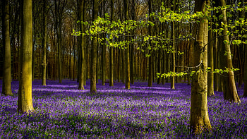 Laveder purple flowers-Forest, flowers, nature, forest, purple, beuty HD wallpaper