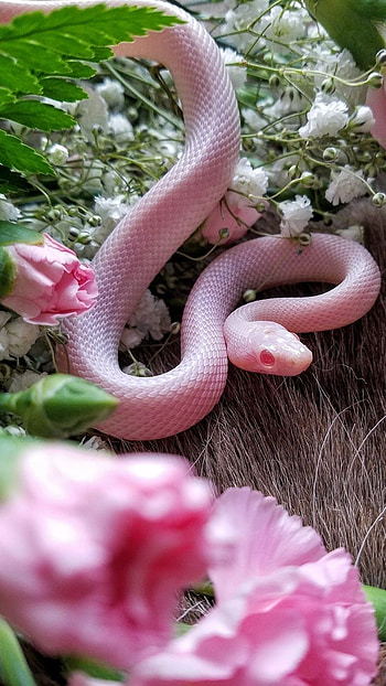 Snake, Pink Snake HD phone wallpaper