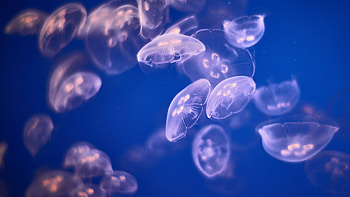 Aurelia aurita, Jellyfish HD wallpaper