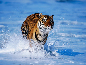 Snow Tiger, tiger in snow, tiger, siberian tiger HD wallpaper