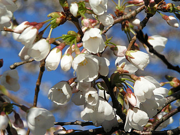 Cherry Blossoms, cherry, blossoms, flower, spring, tree HD wallpaper