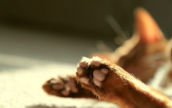 Animals, Cat, Blur, Smooth, Paws HD wallpaper
