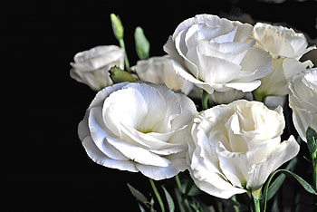 *** White Eustoma ***, eustoma, white, nature, flowers, flowe HD wallpaper