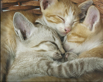 Three kittens napping, napping, kiteen, sleeping, three HD wallpaper