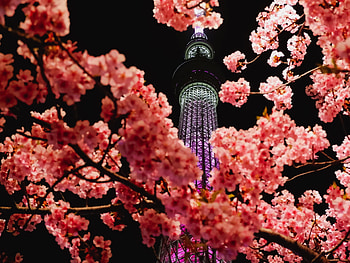 Flowers, Sakura, Miscellanea, Miscellaneous, Branches, Illumination, Backlight, Tower HD wallpaper
