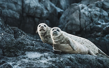 seal , Macbook Pro retina, High-definition , Captivating HD wallpaper