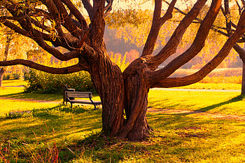 Nature, Wood, Tree, Plexus, Bench, Halves HD wallpaper