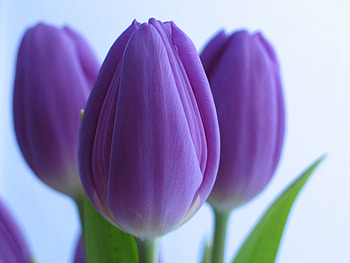 Flowers, Tulips, Close-Up, Bouquet HD wallpaper