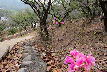 Plum Park, Park, Plum, trails, flower HD wallpaper
